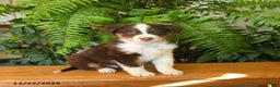 Australian Shepherd dogs for sale: Angus - Ad 1