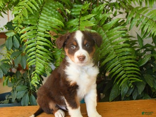 Australian Shepherd dogs Angus - Ad 22