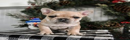 French Bulldog dogs for sale: Diamond - Ad 4
