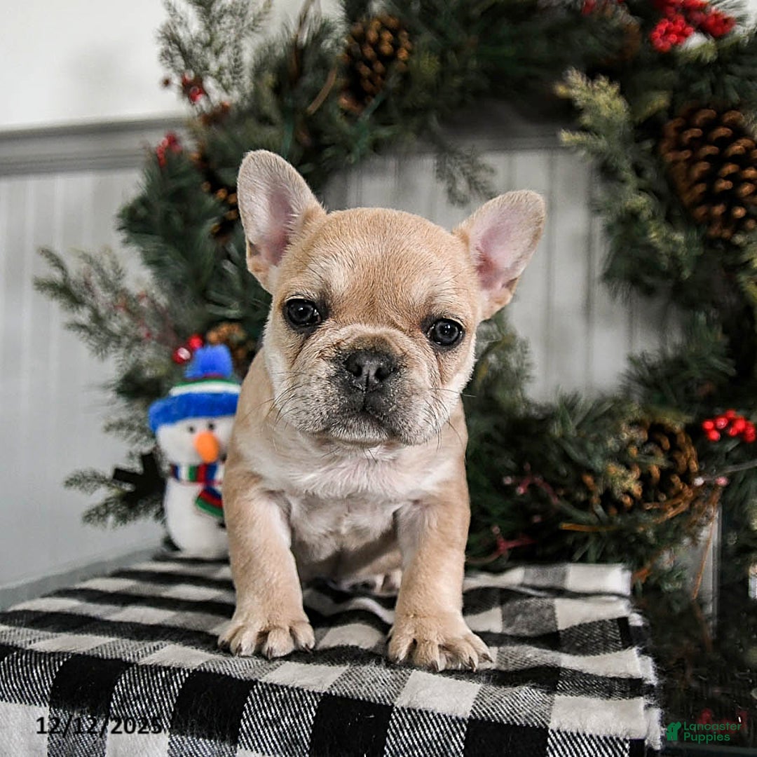 French Bulldog dogs for sale: Diamond - Ad 4