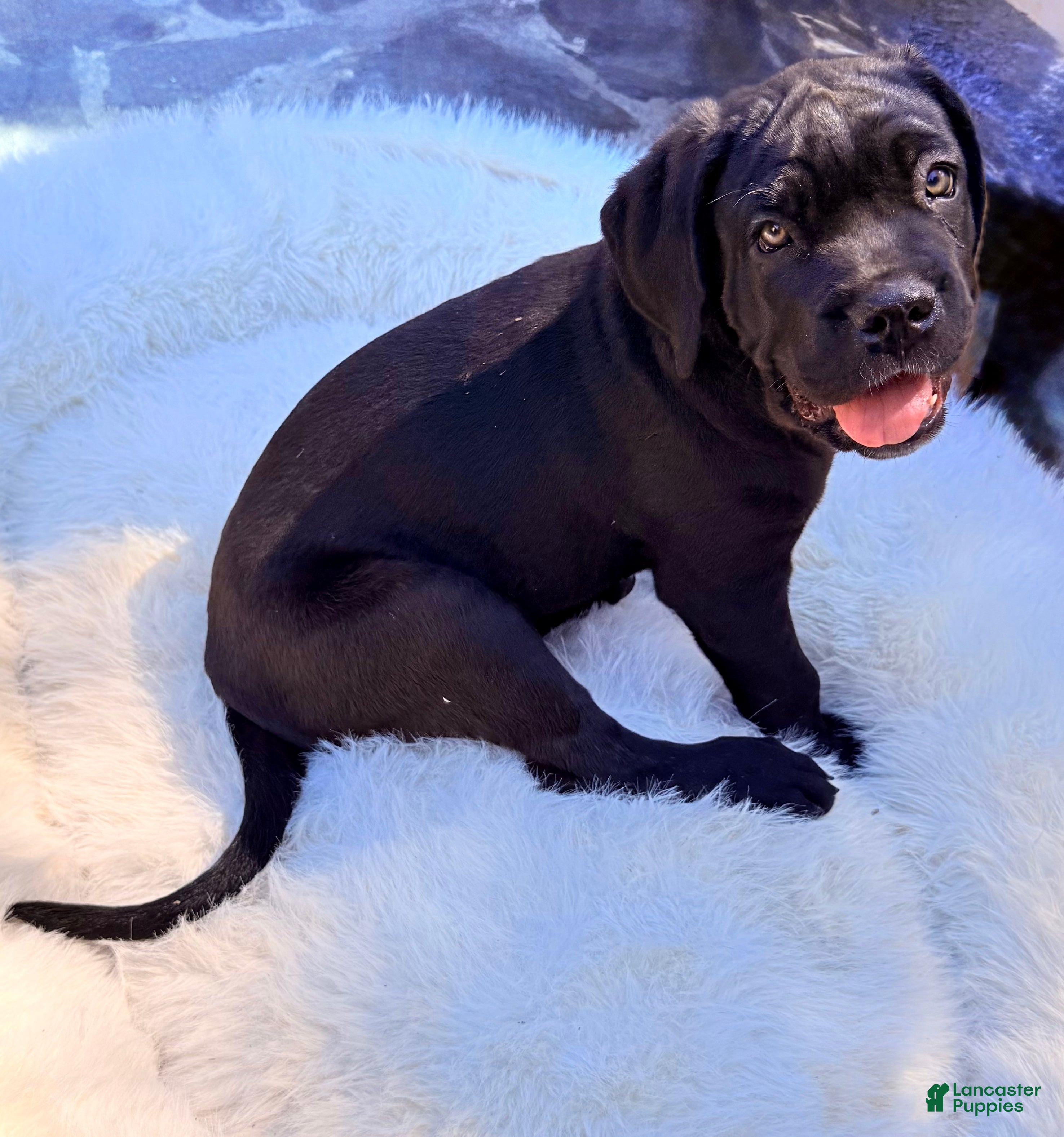 Cane Corso Bullmastiff Catahoula Mix Cane Corso Puppies For Sale