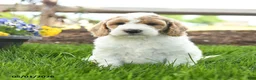 Goldendoodle dogs for sale: Tommy - Ad 5