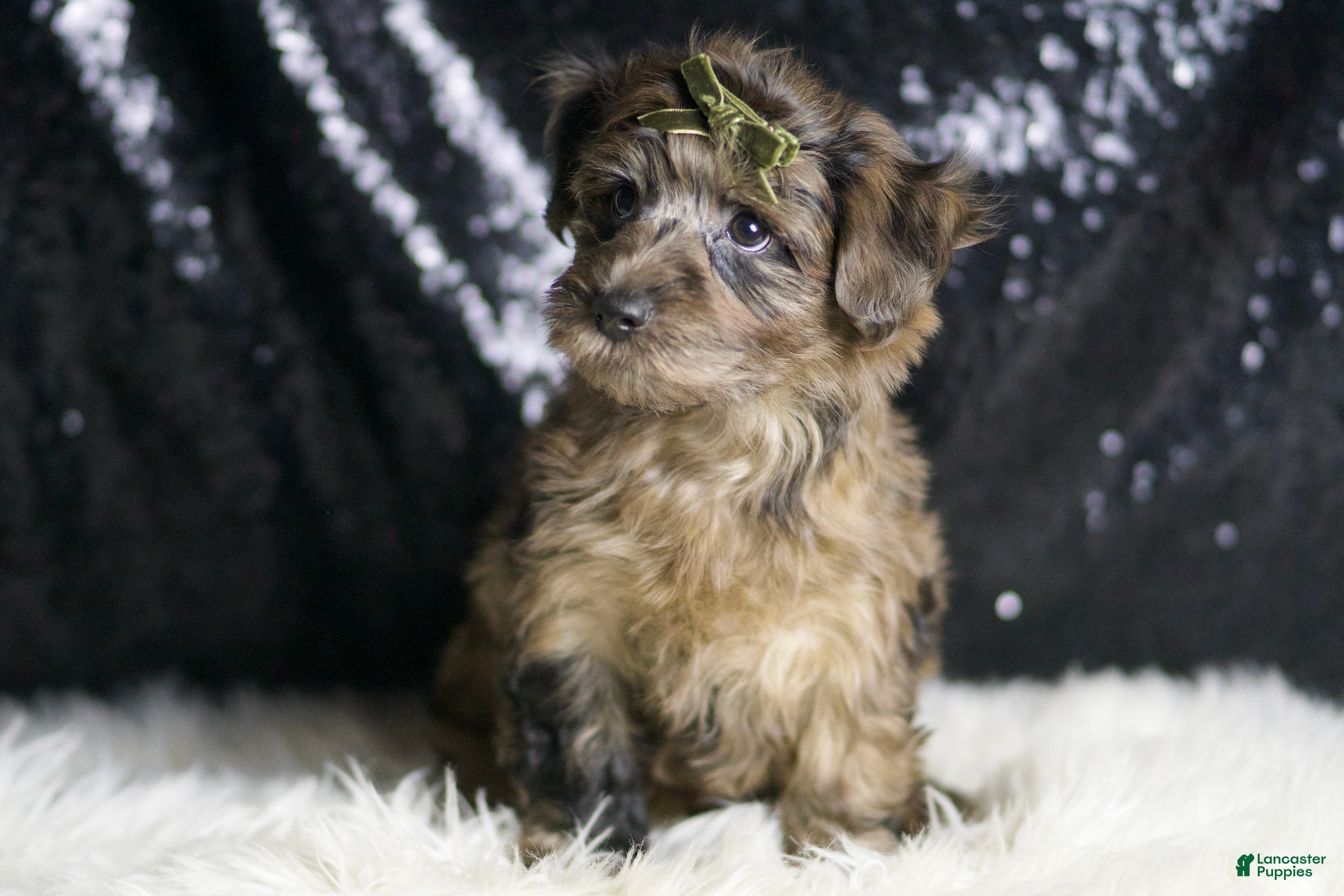 Yorkiepoo dogs Apache - Ad 32