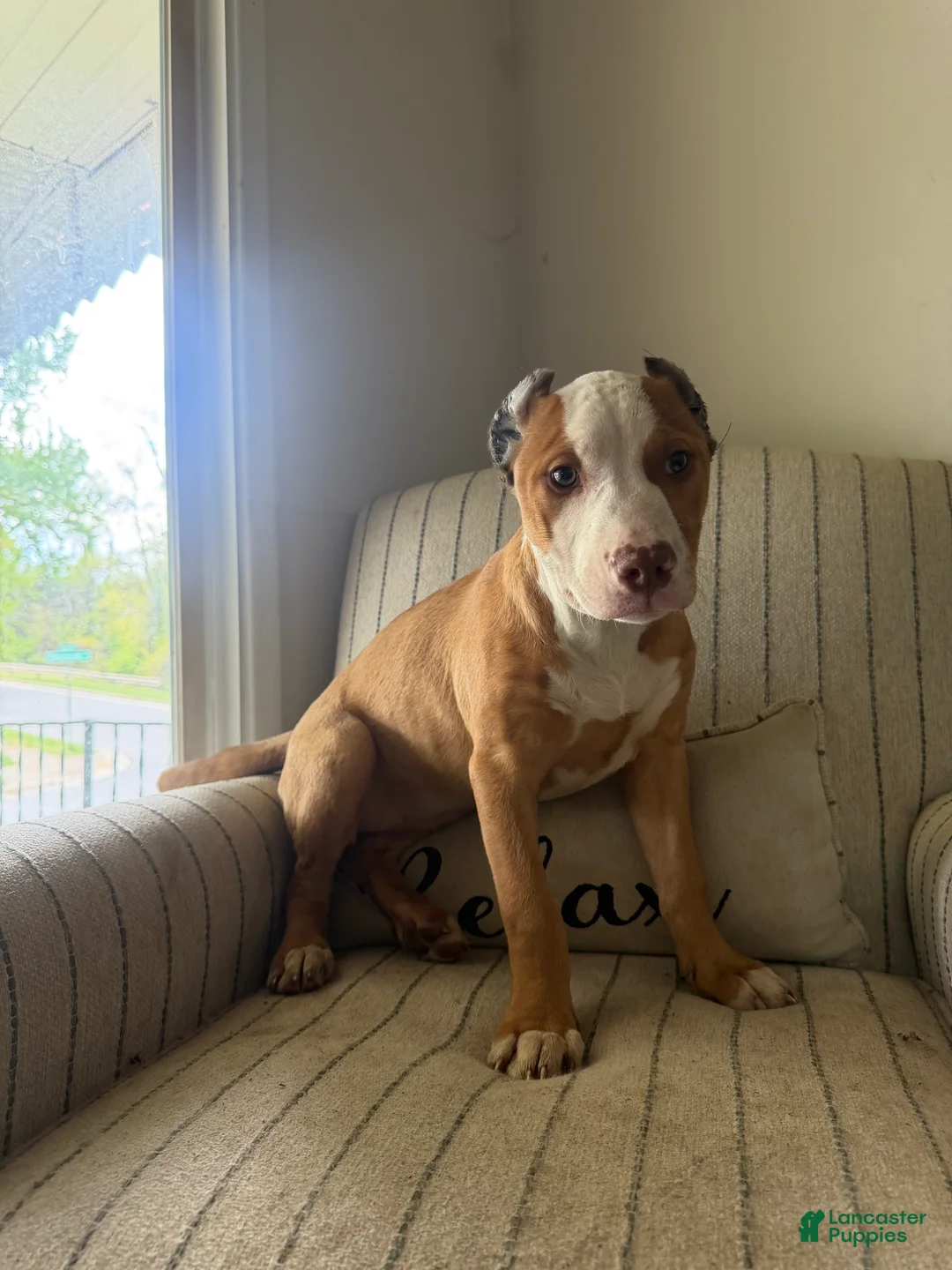 American Bully dogs for sale: Harley - Ad 1