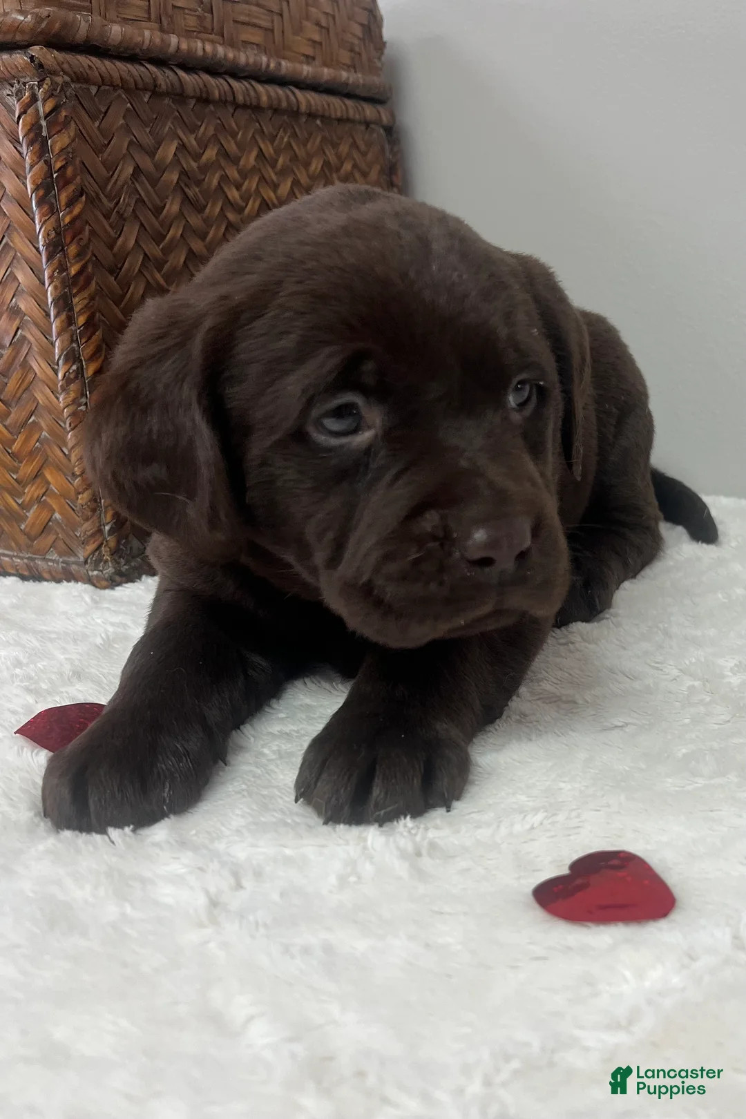 Labrador Retriever dogs for sale: Bailey - Ad 1