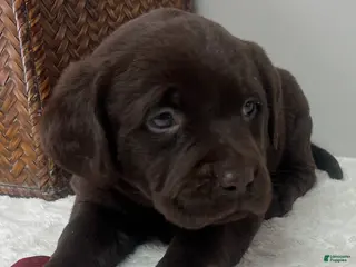 Labrador Retriever dogs Bailey - Ad 21