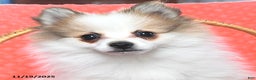 Pomeranian dogs for sale: Sport - Ad 5
