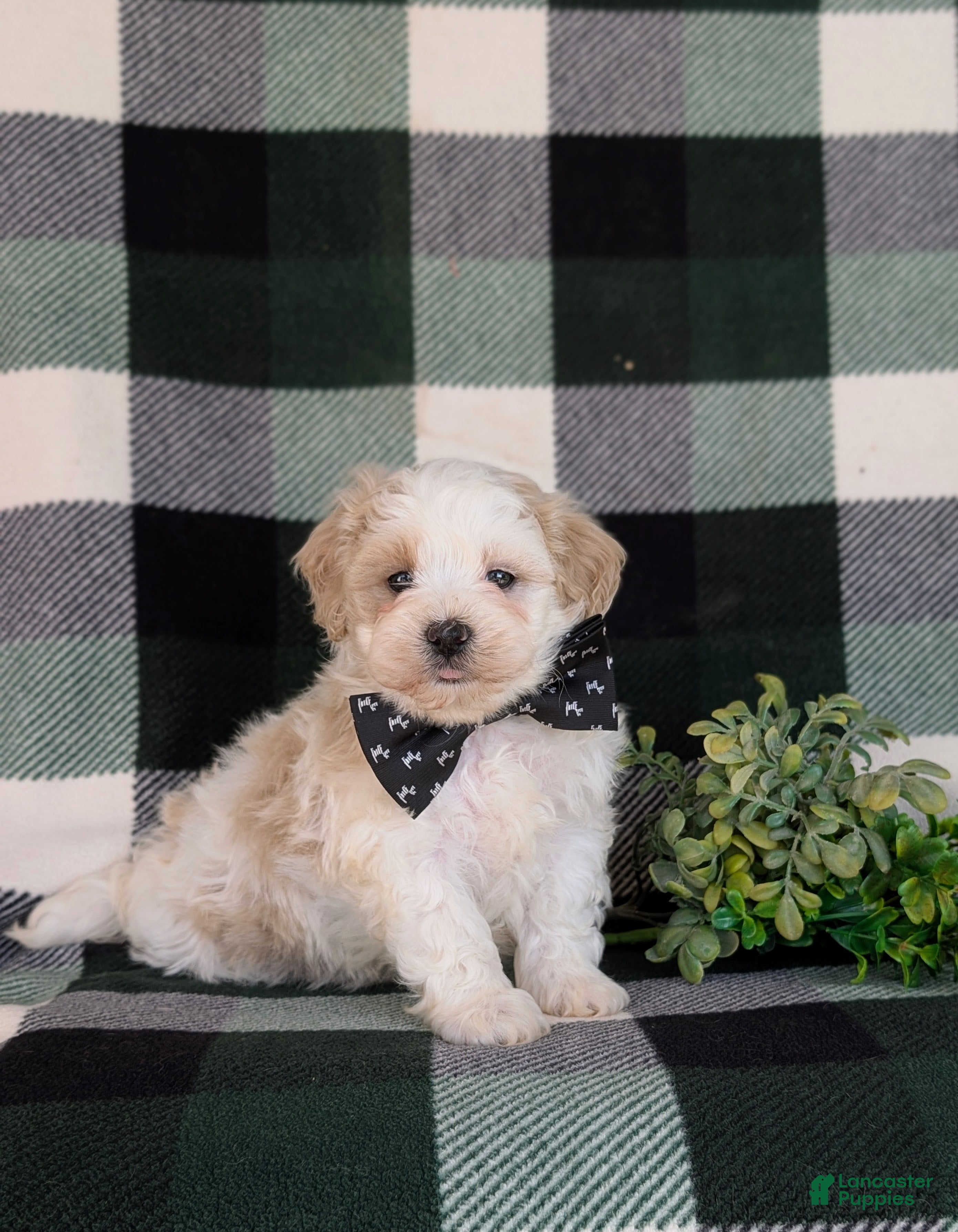 Maltipoo dogs for sale: Oscar - Ad 5