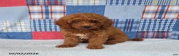 Mini Goldendoodle dogs for sale: Cody - Ad 4