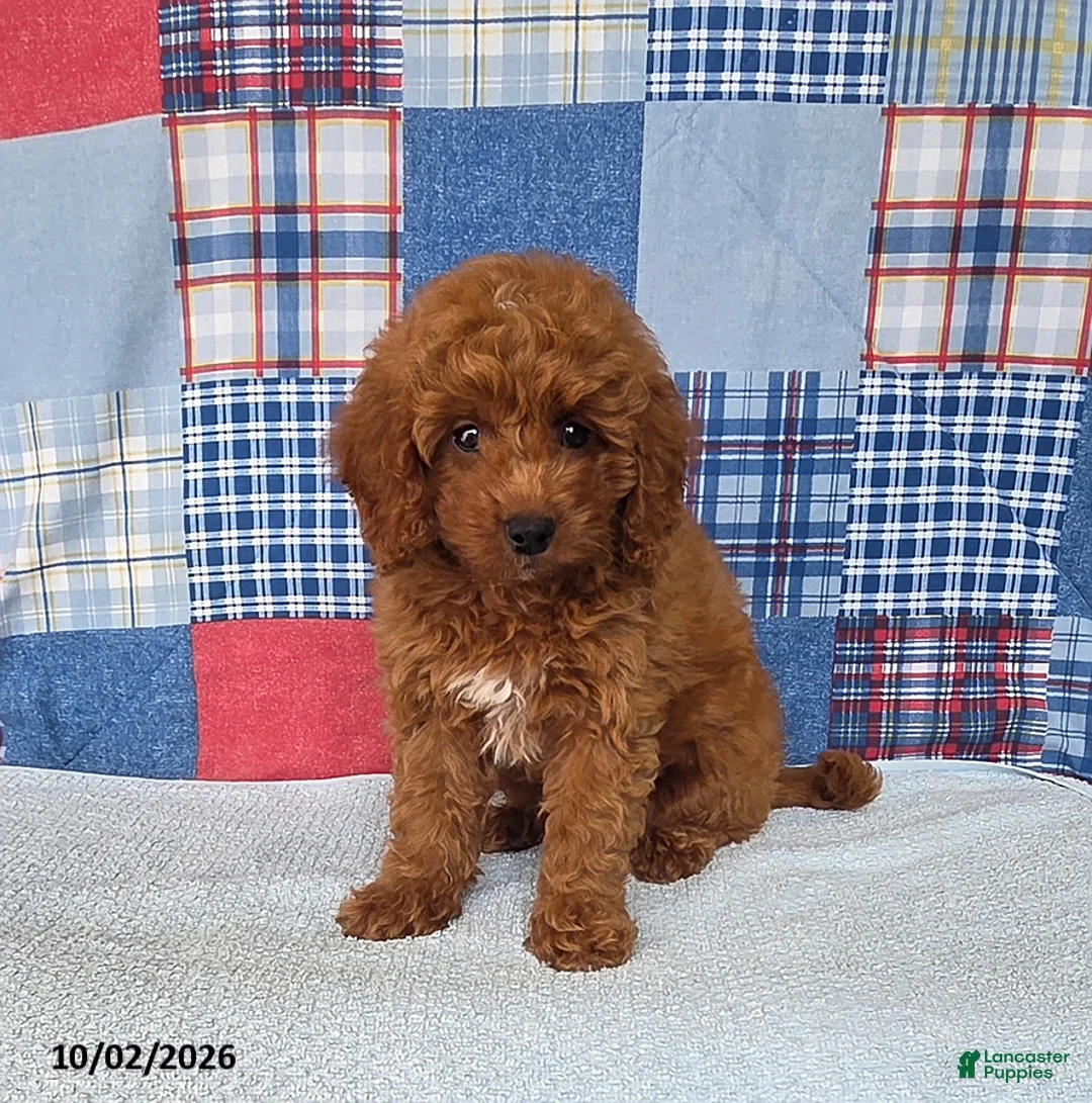 Mini Goldendoodle dogs for sale: Cody - Ad 4