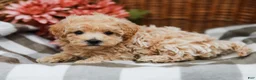 Maltipoo dogs for sale: Candy - Ad 3