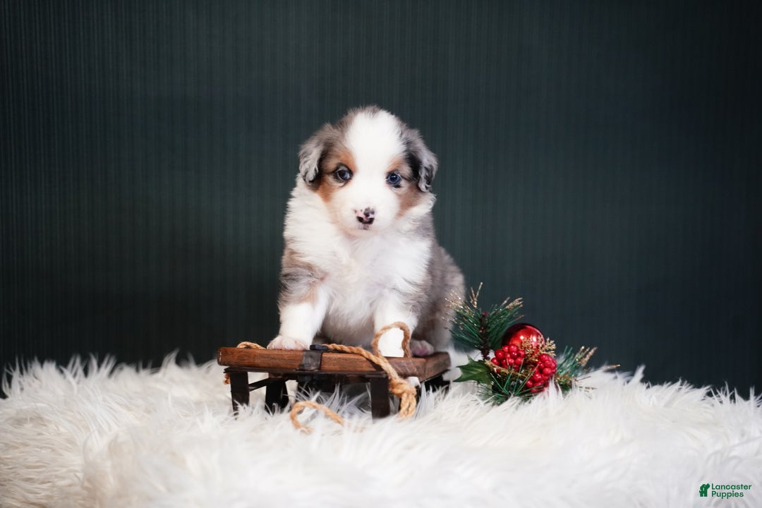 Miniature Australian Shepherd dogs for sale: Dustin - Ad 5