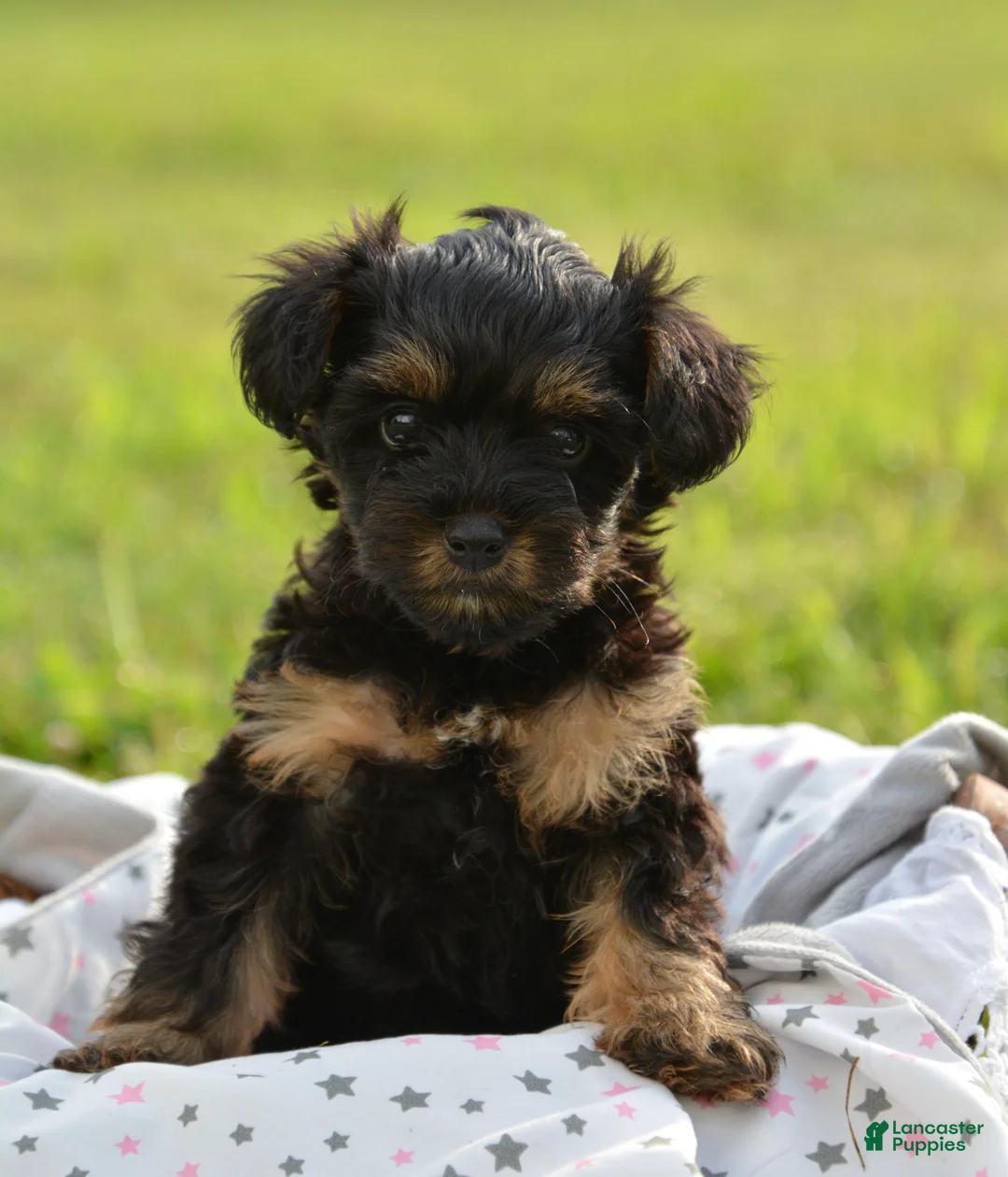 Yorkiepoo dogs for sale: Yorkiepoo 4 - Ad 2