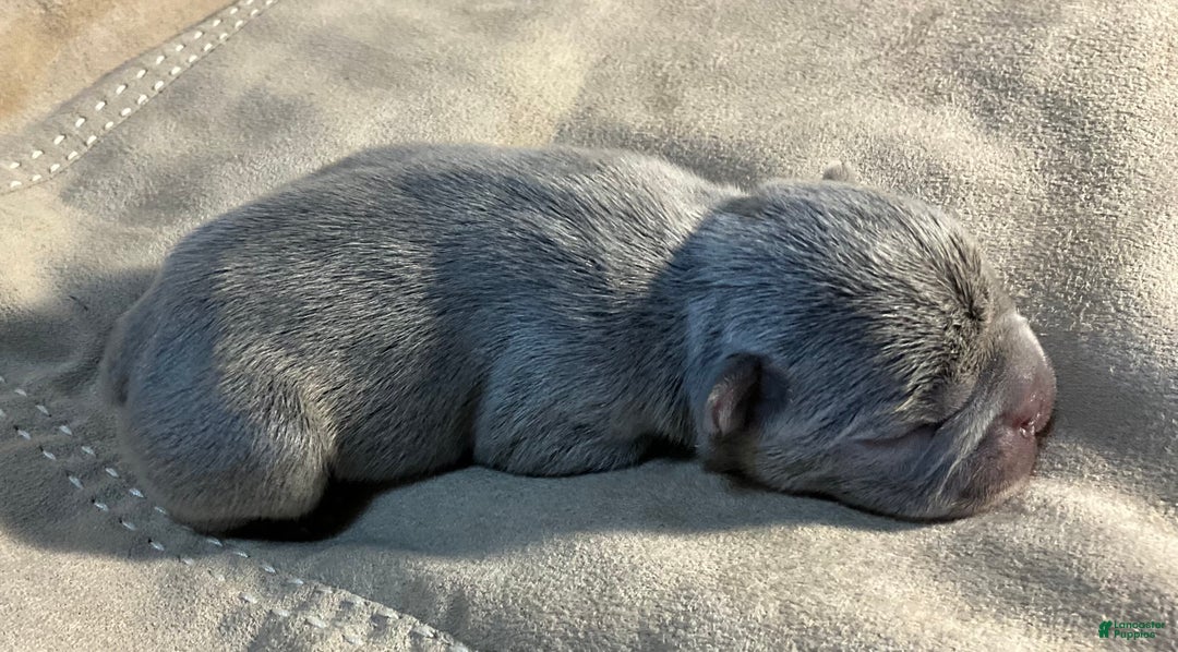 French Bulldog dogs for sale: River  - Ad 35