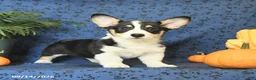 Welsh Corgi Pembroke dogs for sale: Lucy - Ad 3