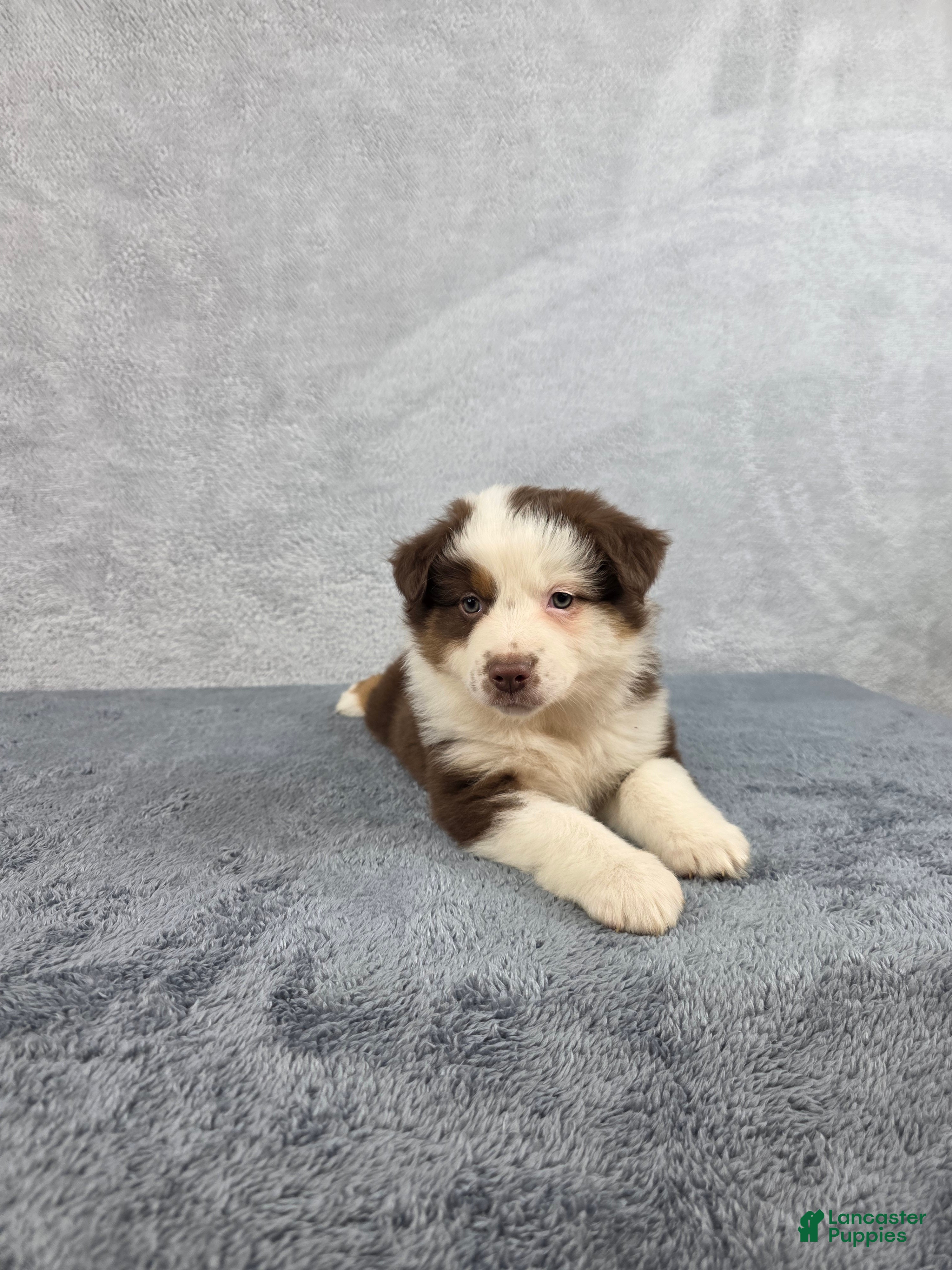 Miniature Australian Shepherd dogs Sky - Ad 2