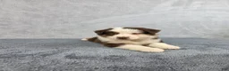 Miniature Australian Shepherd dogs for sale: Sky - Ad 2