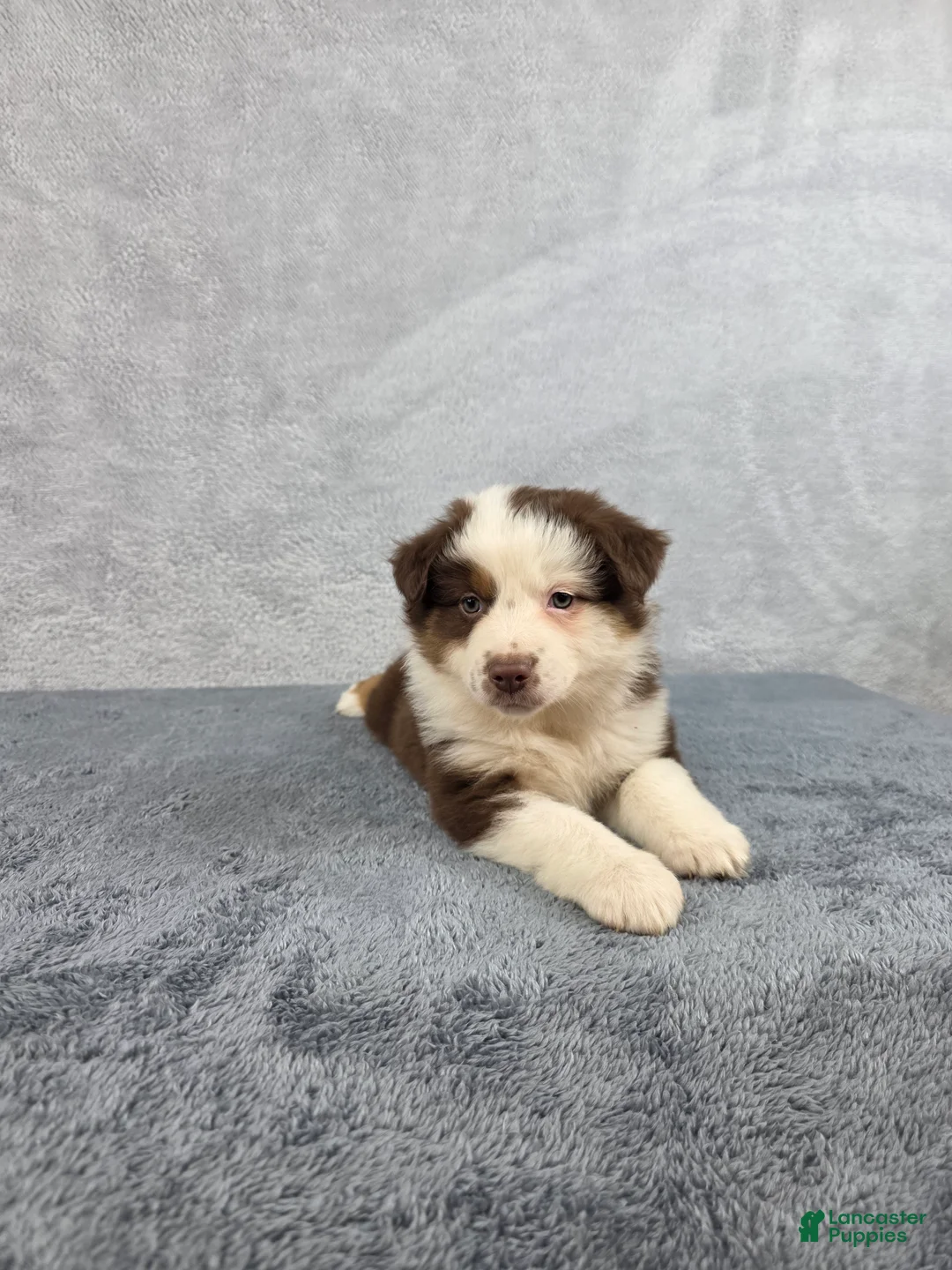 Miniature Australian Shepherd dogs for sale: Sky - Ad 2