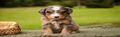 Barley F1 Mini Bernedoodle 