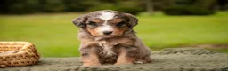 Mini Bernedoodle dogs for sale: Barley F1 Mini Bernedoodle  - Ad 1