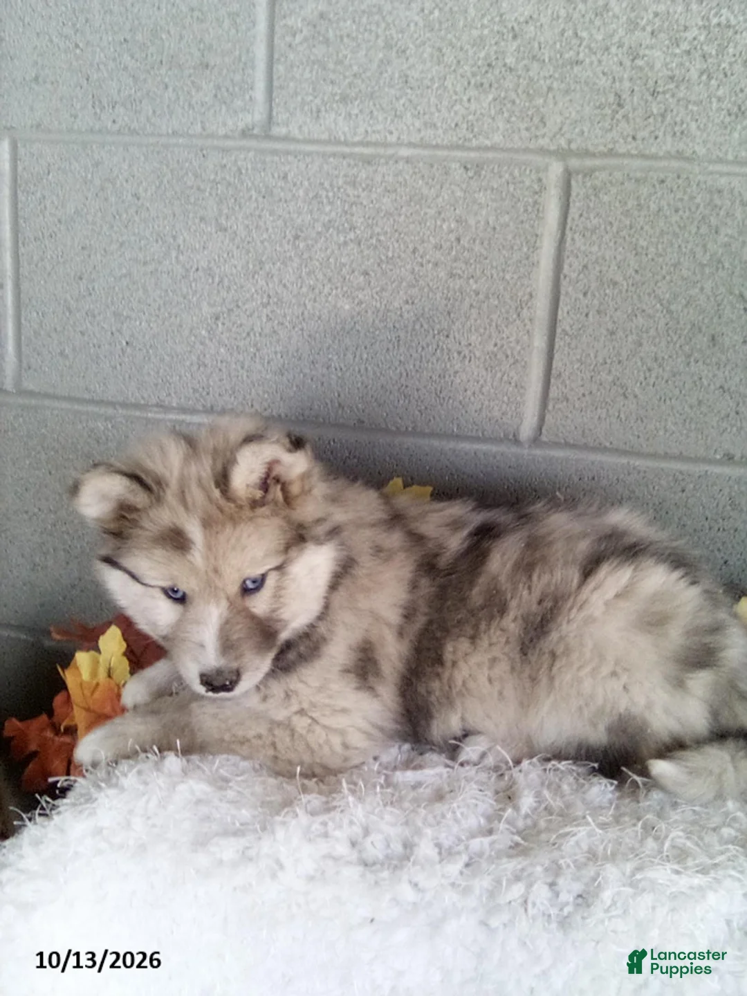 Pomsky dogs for sale: Luke - Ad 2