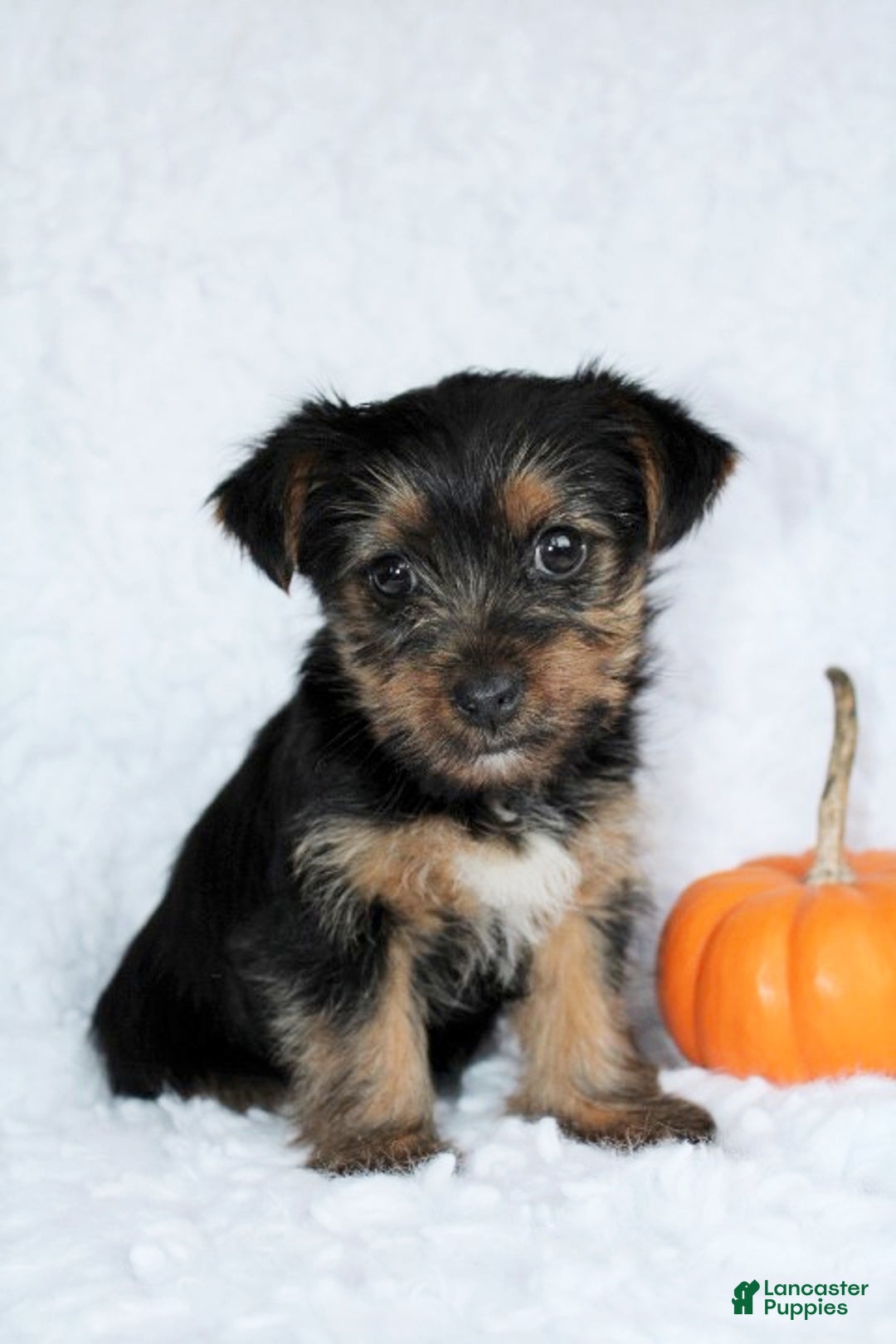 Yorkshire Terrier dogs for sale: Abby - Ad 1