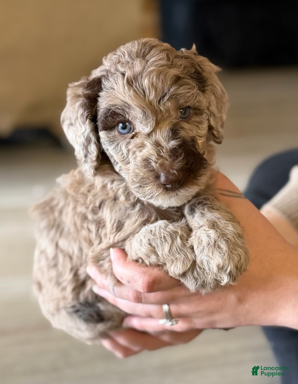Labradoodle dogs Toffee - Ad 2
