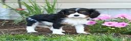 Cavalier King Charles Spaniel dogs for sale: Lizzy - Ad 4