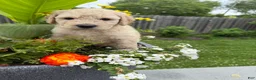 Goldendoodle dogs for sale: Goldendoodle 3 - Ad 5