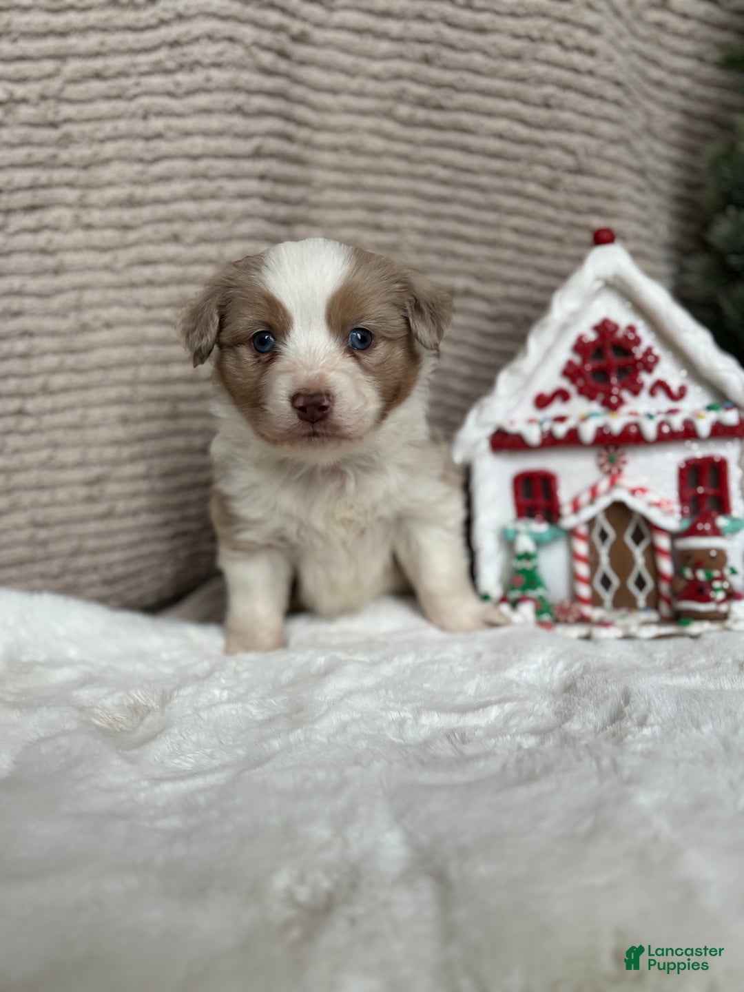 Miniature Australian Shepherd dogs for sale: Liam  - Ad 1