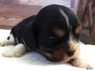 Mixed Breed dogs Cockalier #5 Male - Ad 14