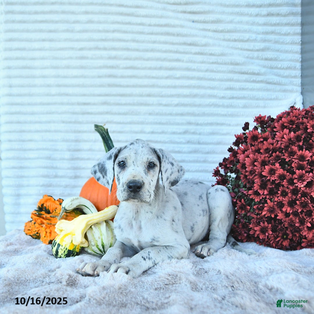 White Kisses Great Dane Rescue Puppies Great Dane Puppies For Sale