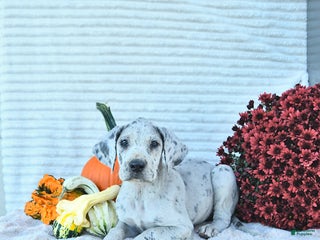 Great Dane dogs - Ad 3