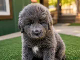 Tibetan Mastiff dogs for sale: Tibetan Mastiff 5 - Ad 1
