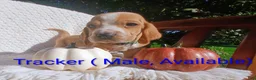 Basset Hound dogs for sale: Tracker  - Ad 7