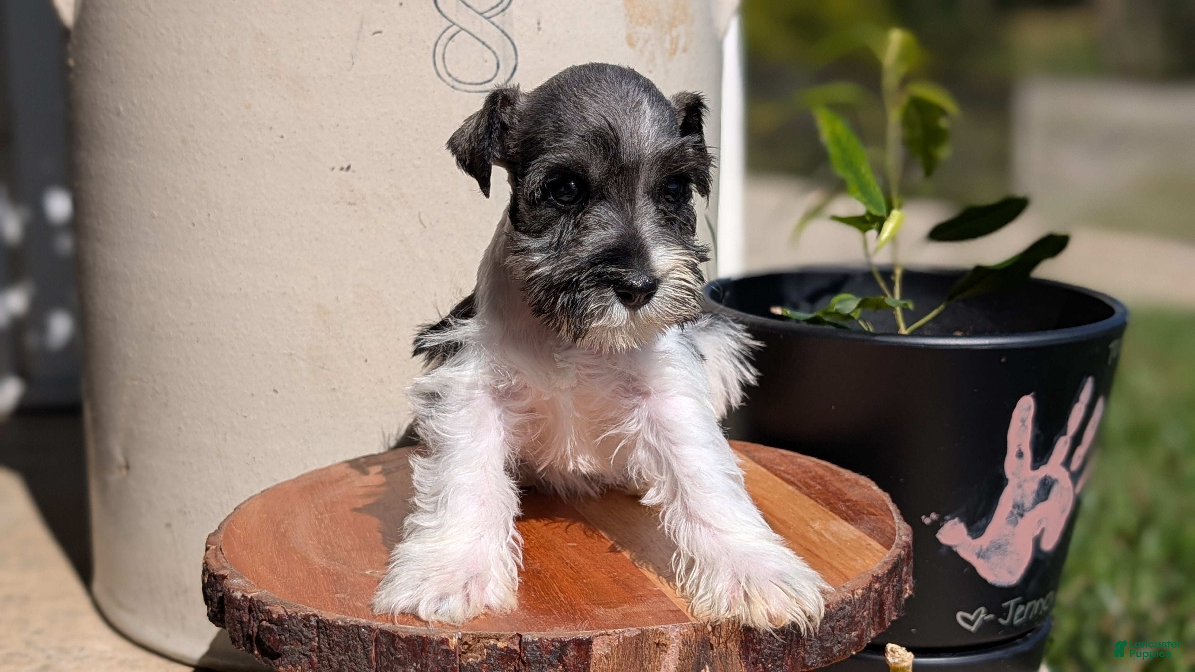 Miniature Schnauzer dogs Chloe  - Ad 2