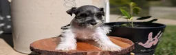 Miniature Schnauzer dogs for sale: Chloe  - Ad 2