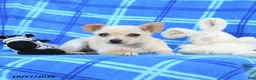 Chihuahua dogs for sale: Ula  - Ad 4