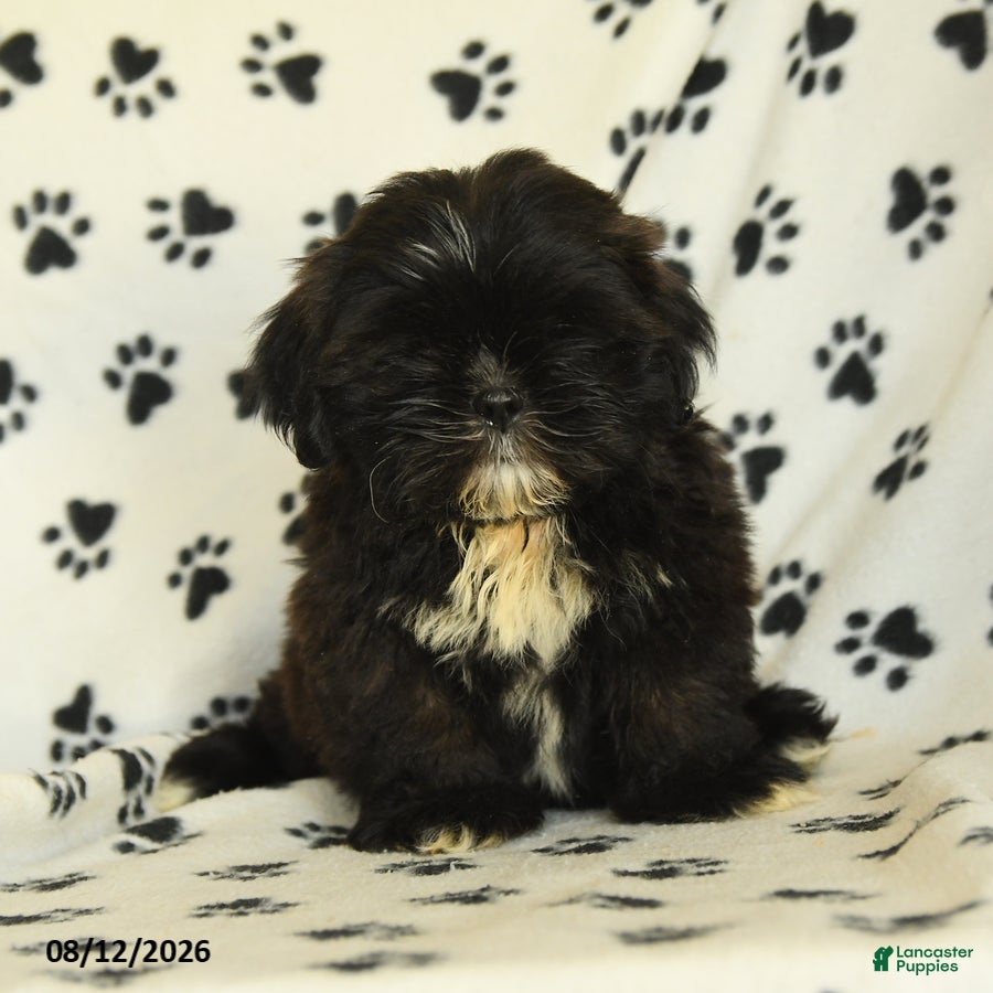 Shih Tzu dogs Bear - Ad 1