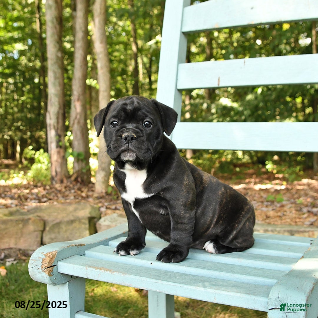 Mixed Breed dogs for sale: Rylee - Ad 5