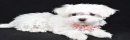 Maltese dogs for sale: Lacey - Ad 2
