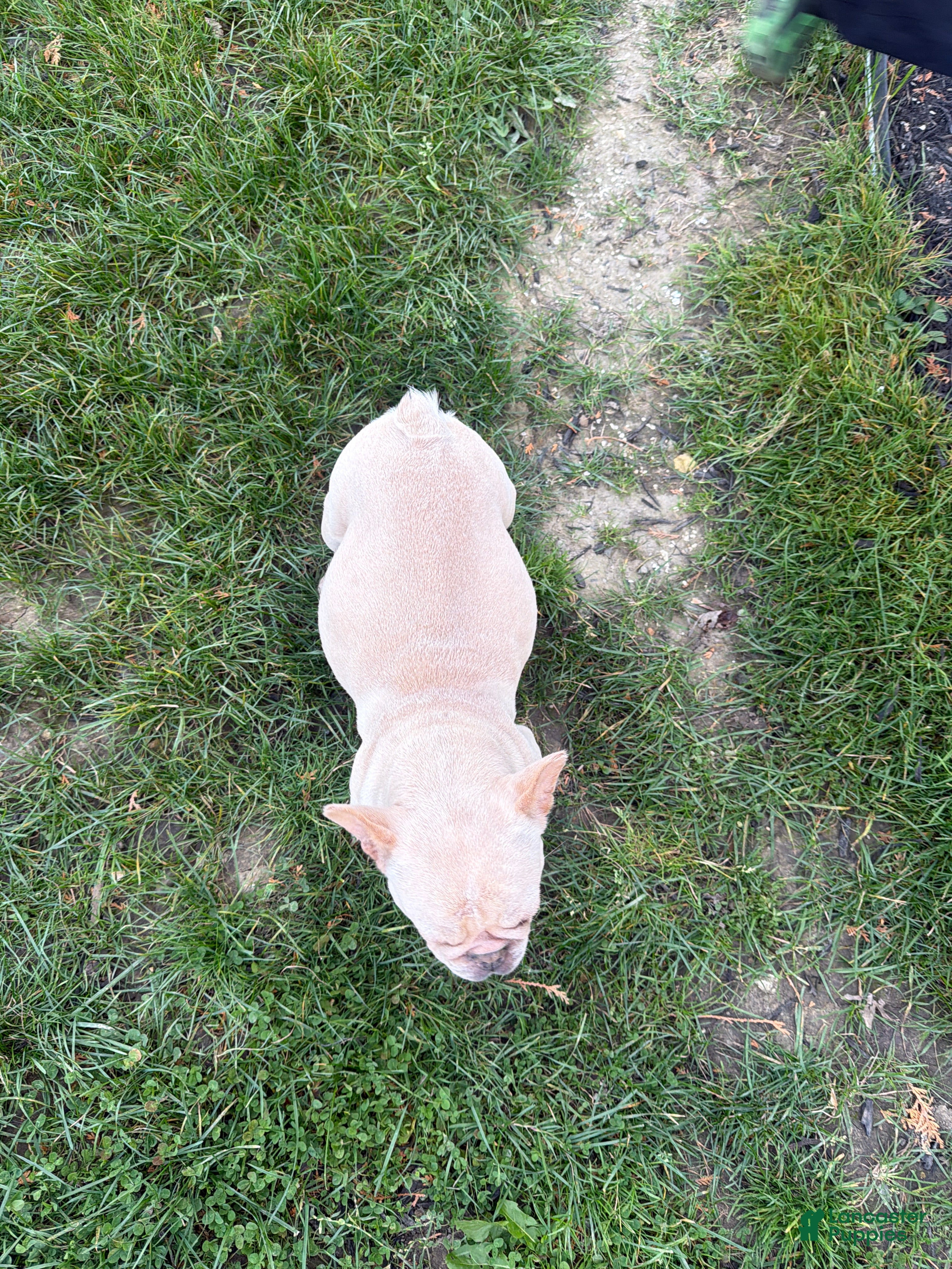 French Bulldog dogs for sale: French Bulldog 4 - Ad 1