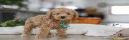 Schnoodle dogs for sale: Ollie - Ad 5