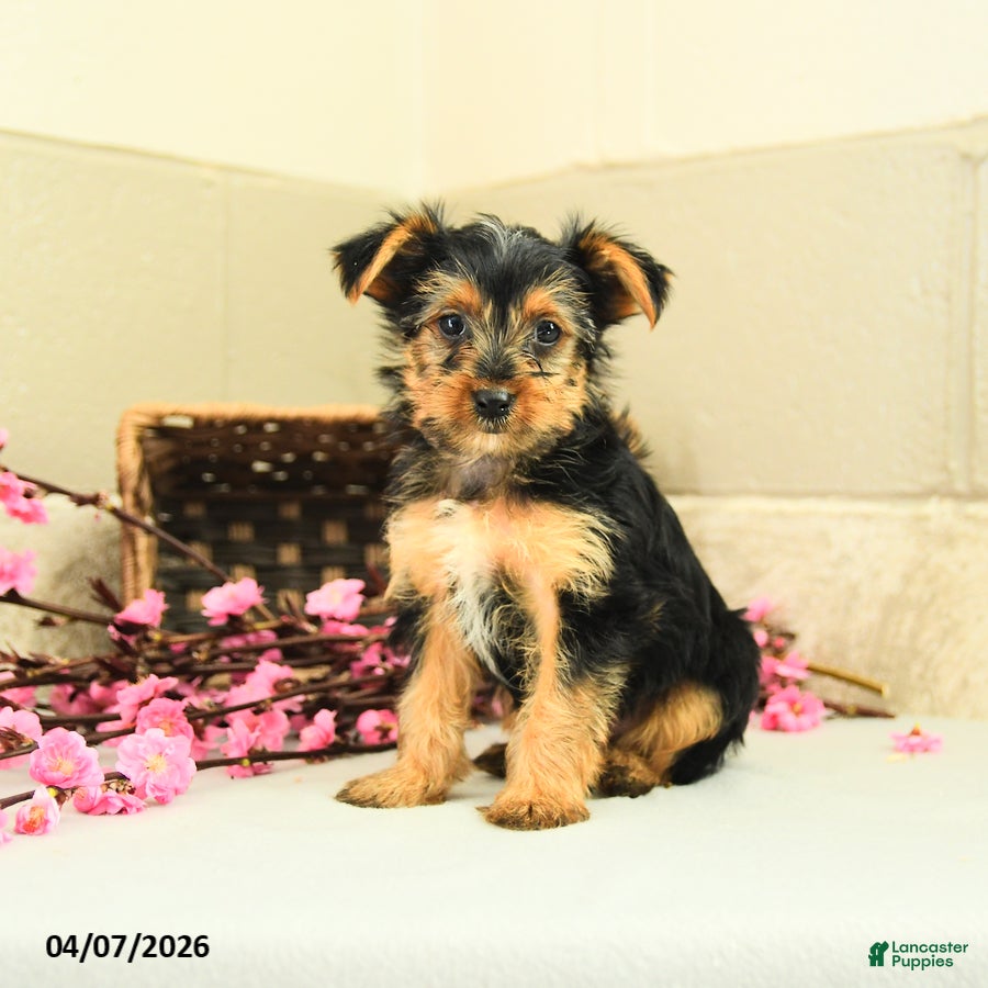 Yorkshire Terrier dogs Scout - Ad 1