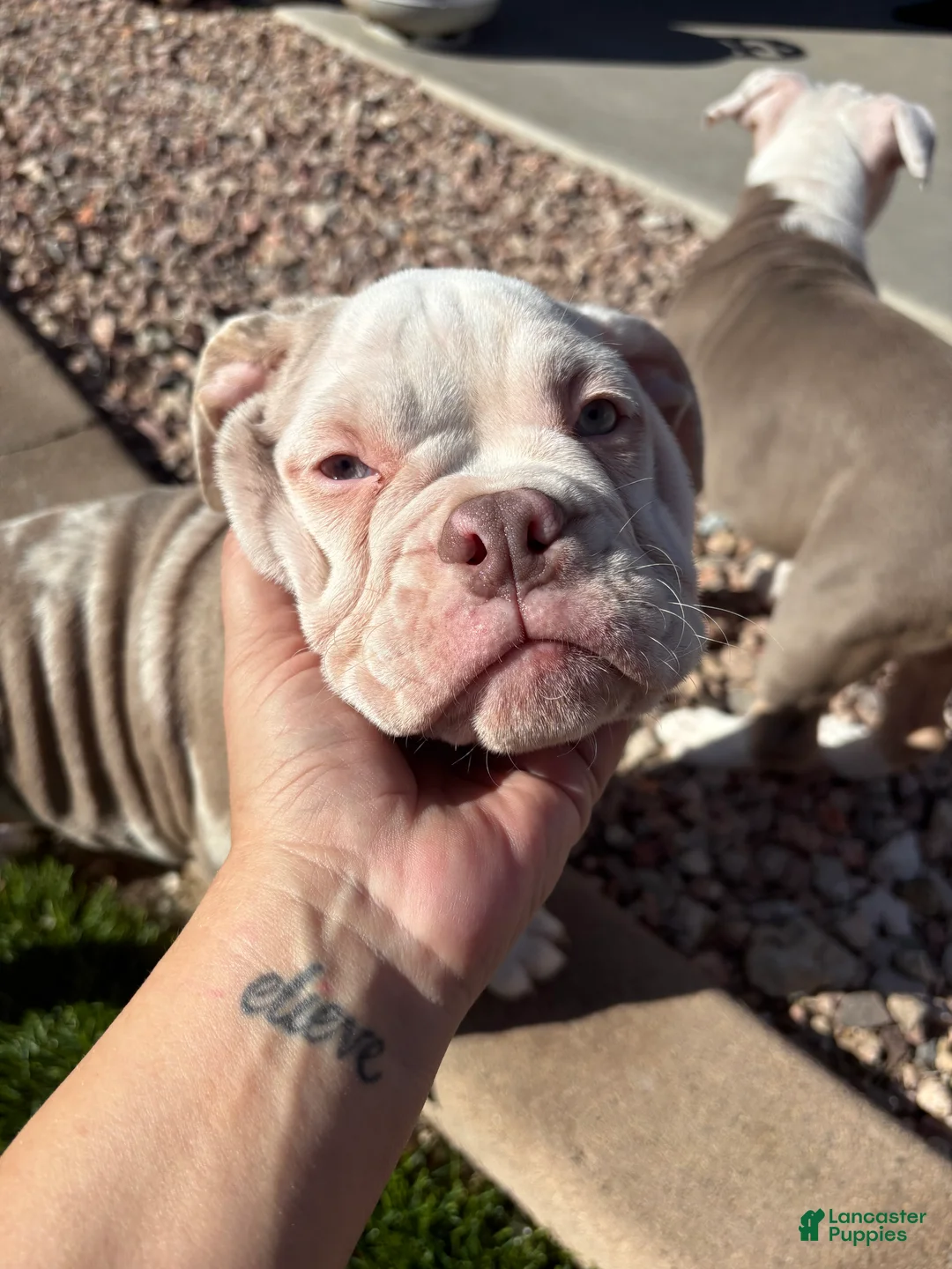 Olde English Bulldogge dogs for sale: Olde English Bulldogge Puppy 1 - Ad 7