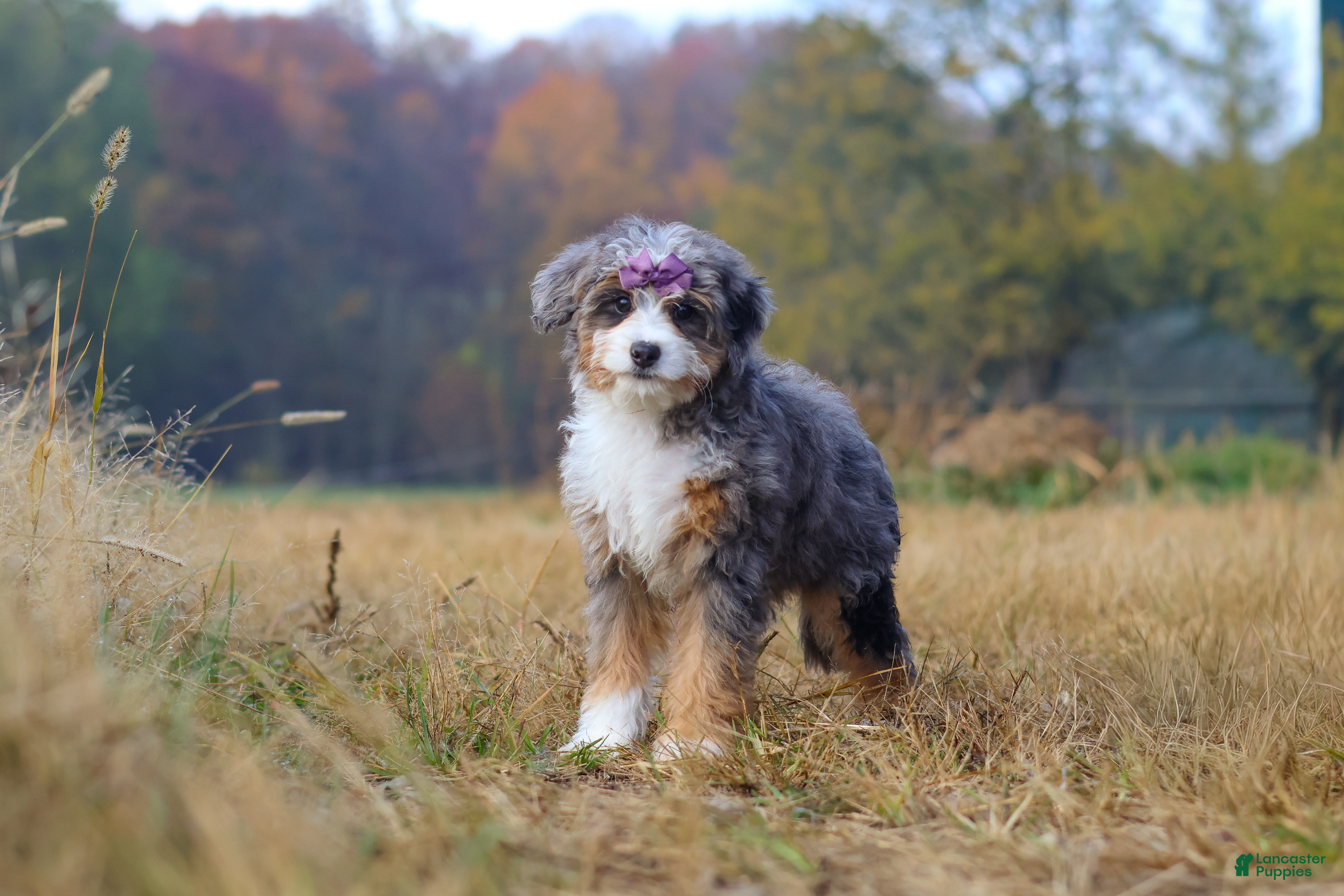 Mini Bernedoodle dogs for sale: Ember - Ad 1