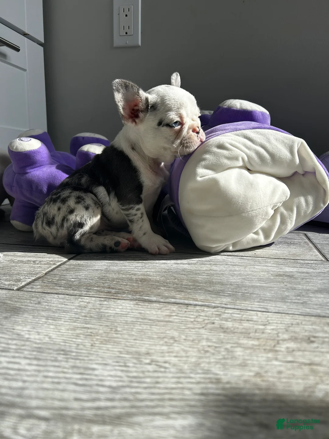 French Bulldog dogs for sale: Koi Leray - Ad 3