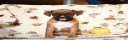Boxer dogs for sale: Basil - Ad 7