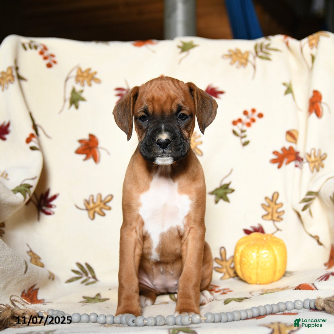 Boxer dogs for sale: Basil - Ad 7