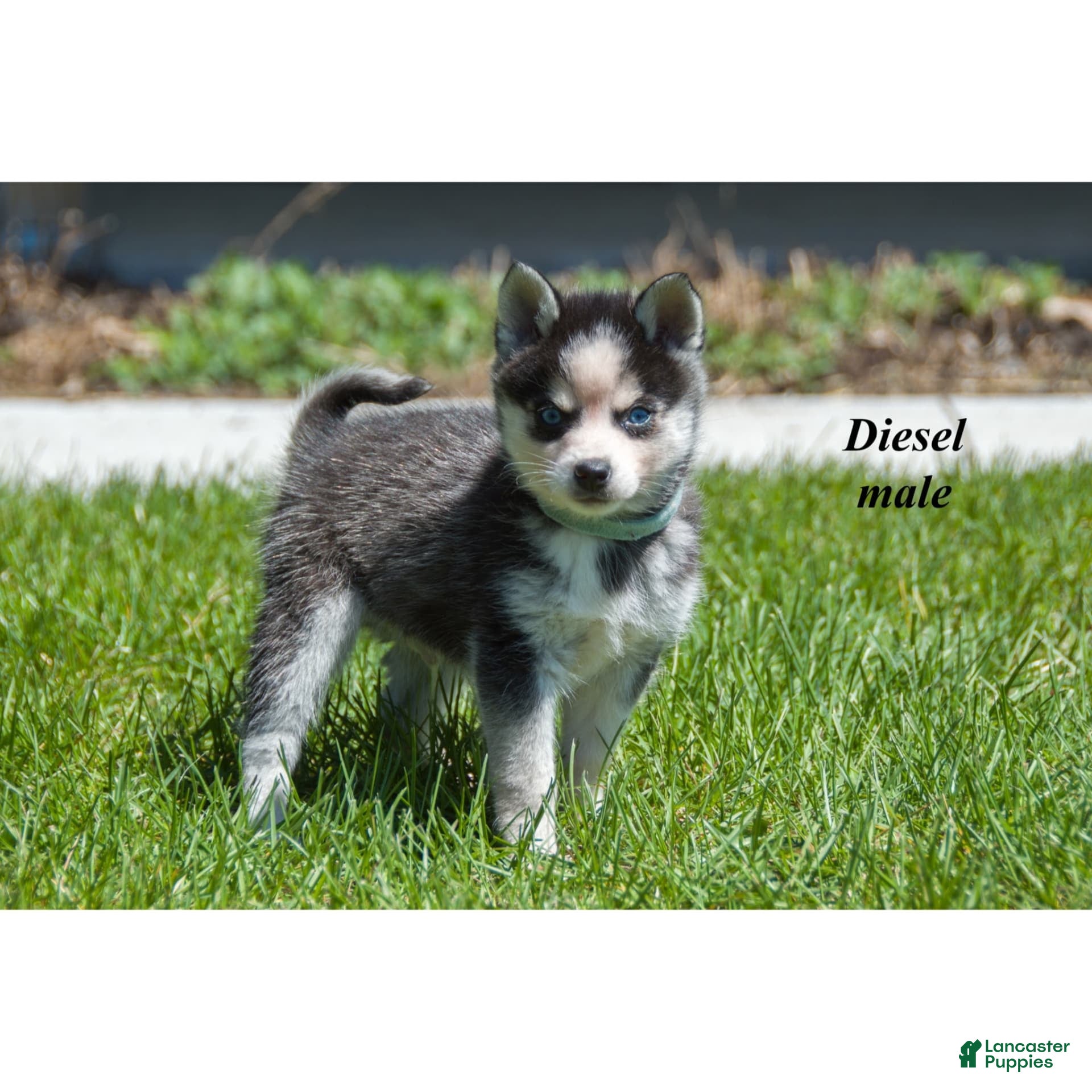 Alaskan Klee Kai dogs Diesel - Ad 3
